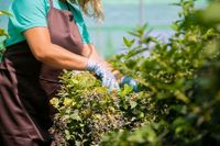 female-florist-cutting-bush-with-pruner-greenhouse-woman-working-garden-growing-plants-pots-cropped-shot-gardening-job-concept-content